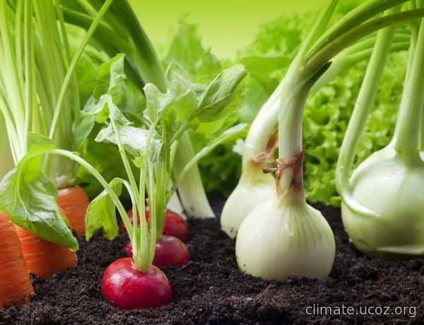 Зеленчуците ще намалеят заради глобалното затопляне